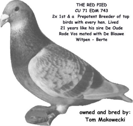 743 The Red Pied