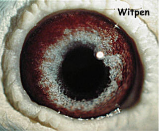 Witpen eye